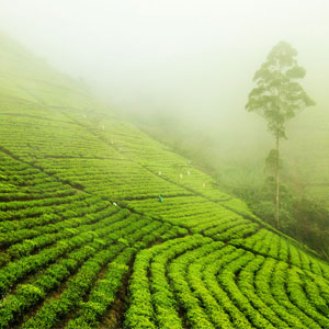 Tea plantation hills in Nuwara Eliya