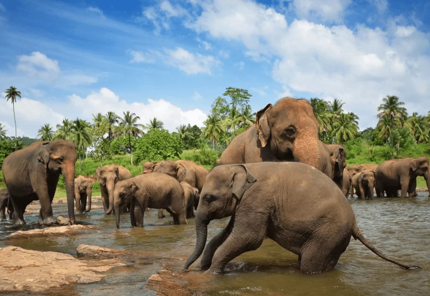 Pinnawala Elephant Orphanage Day Tour